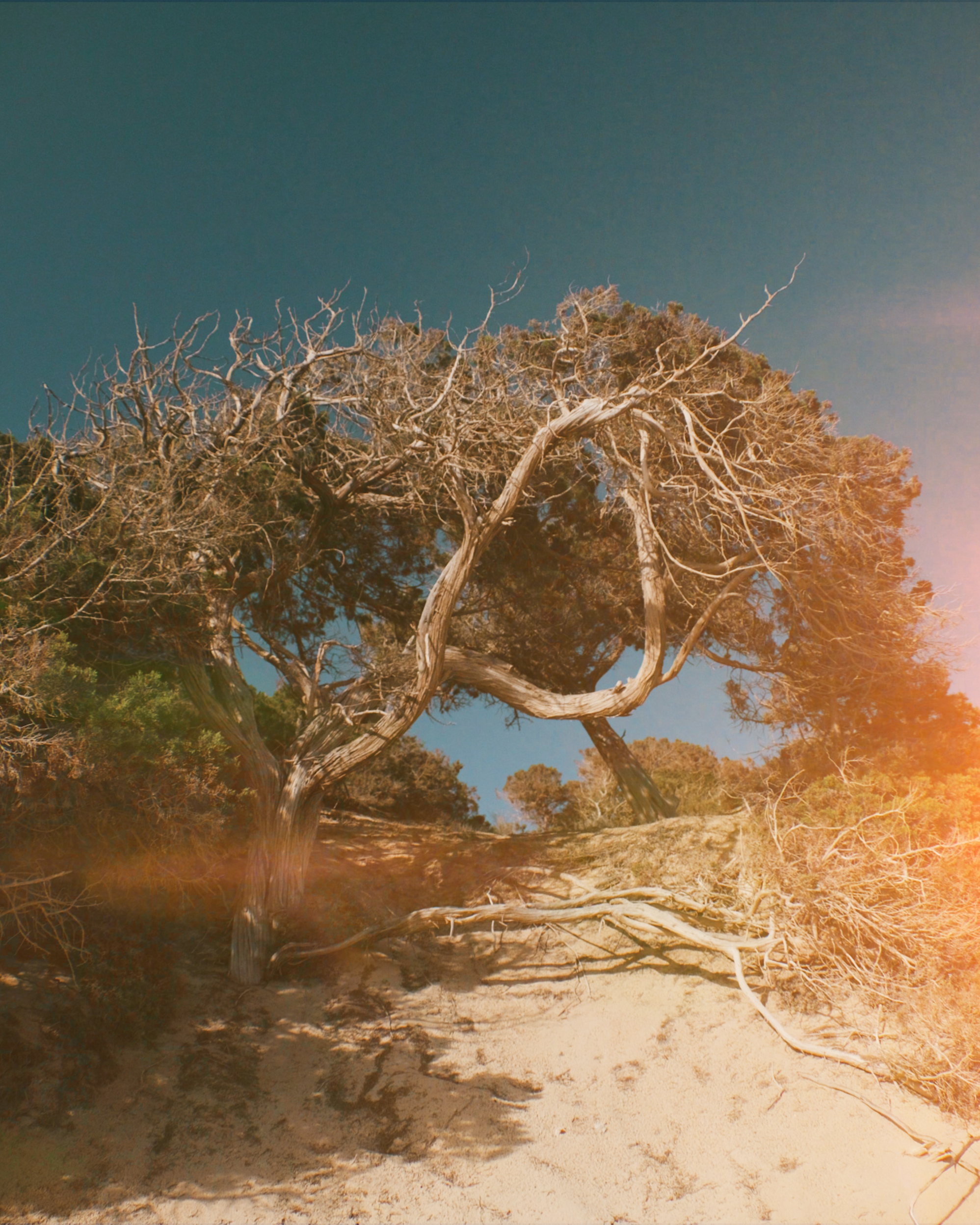 THE HIPPIECENCO MANIFESTO